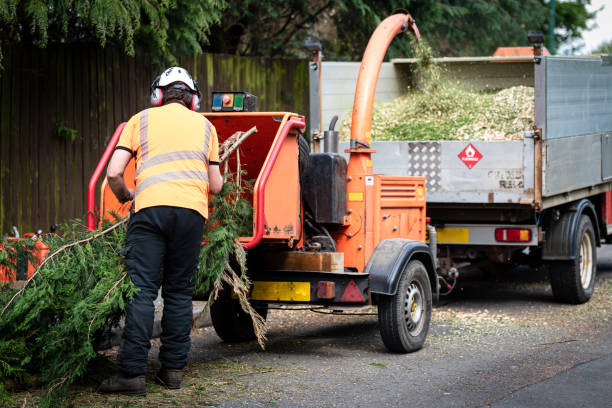 Best Tree Maintenance Programs  in Kountze, TX